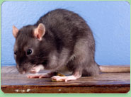 rat control Newton Abbot